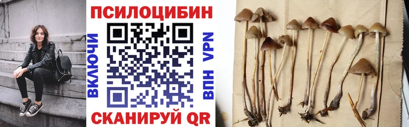 Псилоцибиновые грибы Psilocybine cubensis  Купить где  Каменногорск 